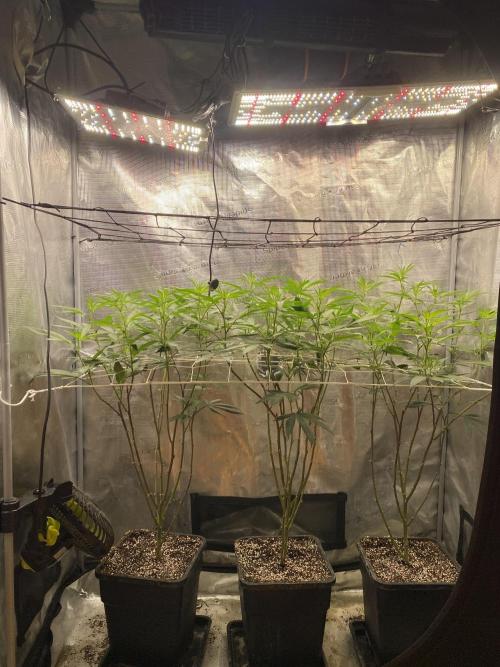 Grape Gas S1 2.0. Week 8