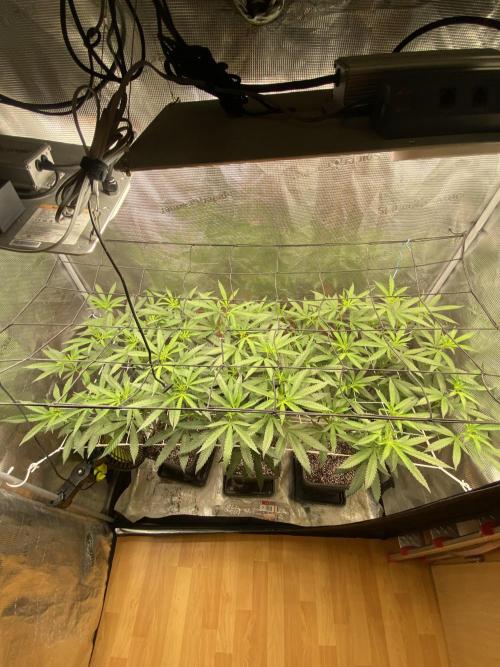 Grape Gas S1 2.0. Week 8