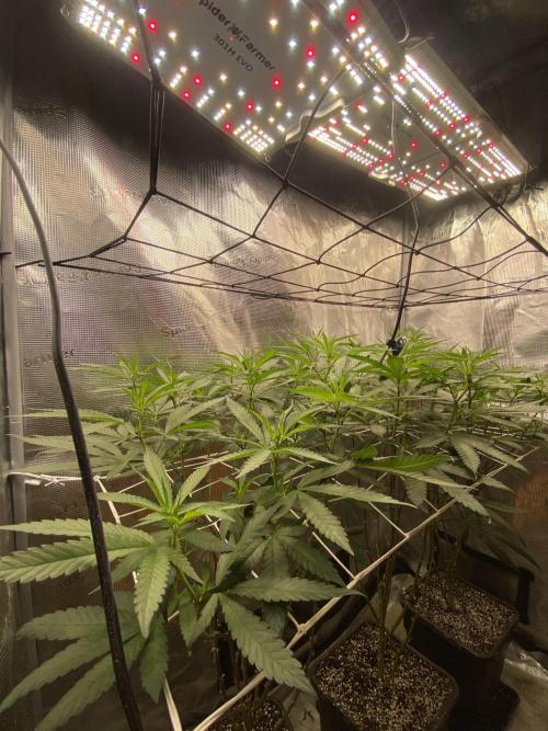 Grape Gas S1 2.0. Week 8
