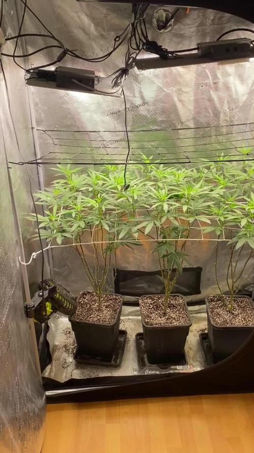 Grape Gas S1 2.0