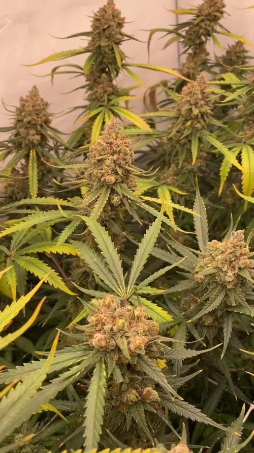 Gorilla coockies Pheno winner run