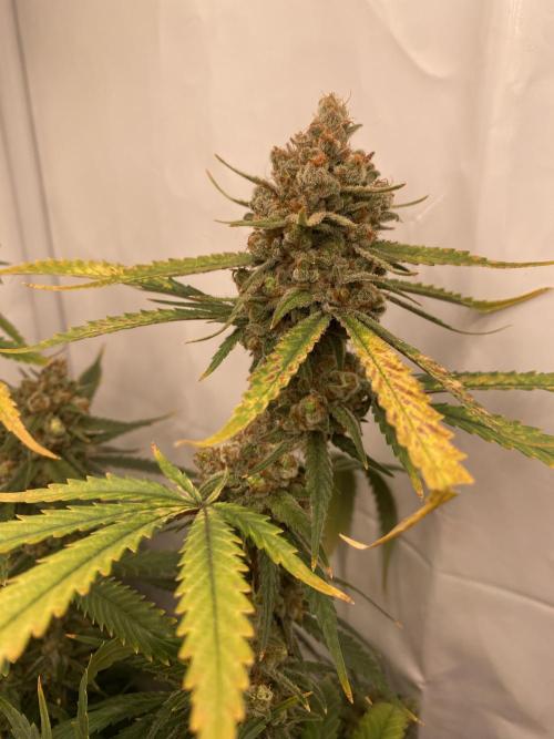 Gorilla coockies Pheno winner run. Week 17