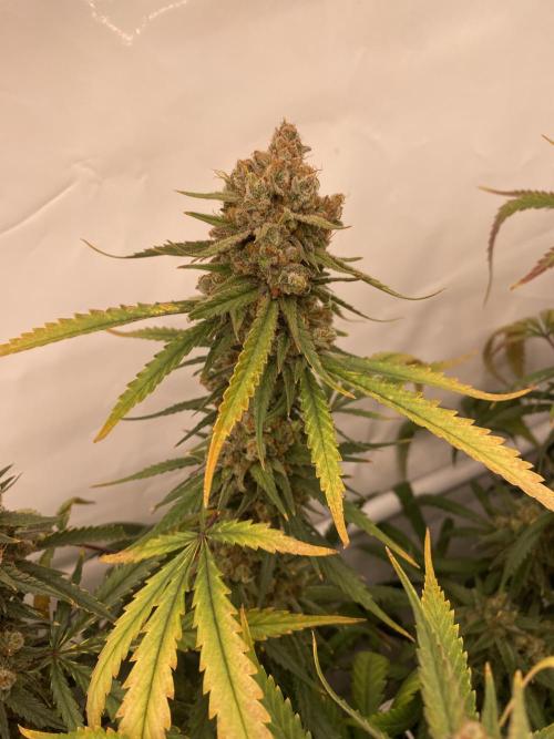 Gorilla coockies Pheno winner run. Week 17