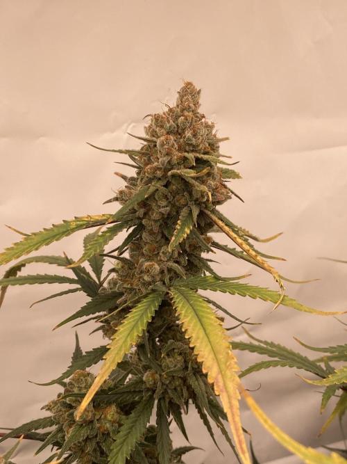 Gorilla coockies Pheno winner run. Week 17