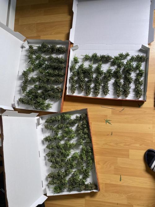 Gorilla coockies Pheno winner run. Week 17