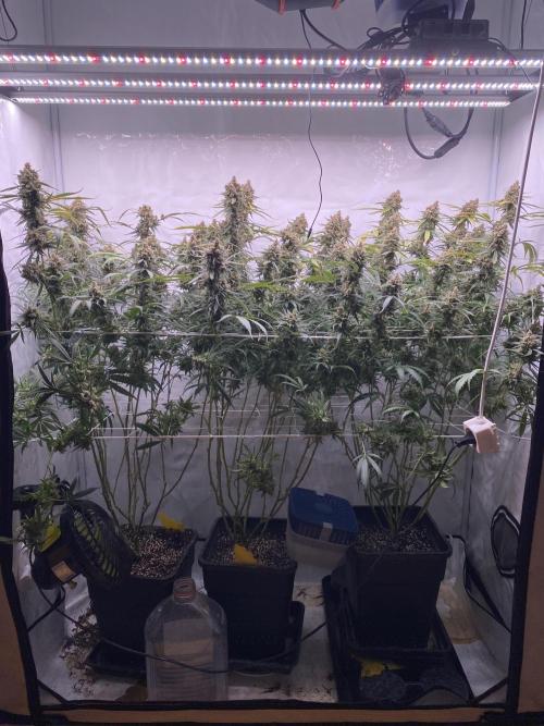 Gorilla coockies Pheno winner run. Week 17