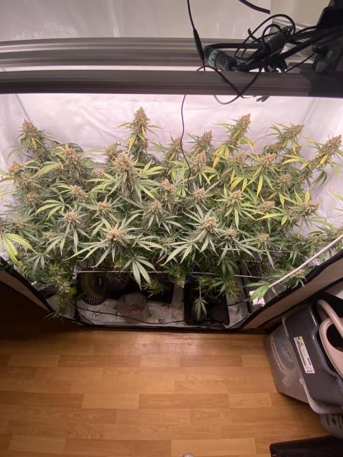 Gorilla coockies Pheno winner run. Week 17