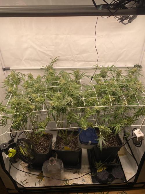 Gorilla coockies Pheno winner run. Week 17