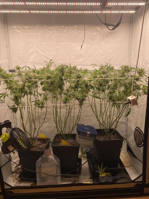 Gorilla coockies Pheno winner run. Week 17