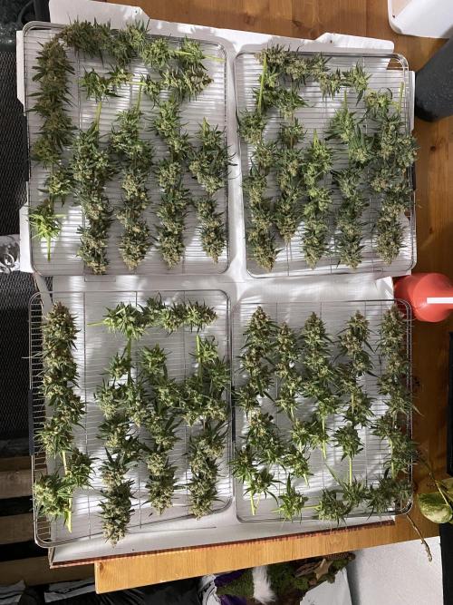 Gorilla coockies Pheno winner run. Week 17