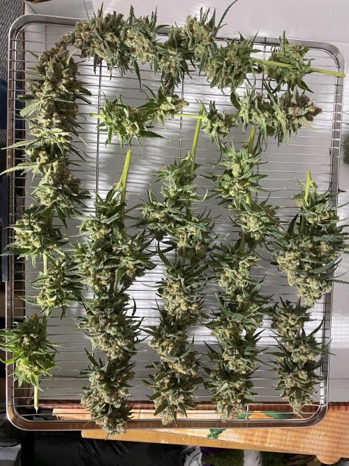 Gorilla coockies Pheno winner run. Week 17