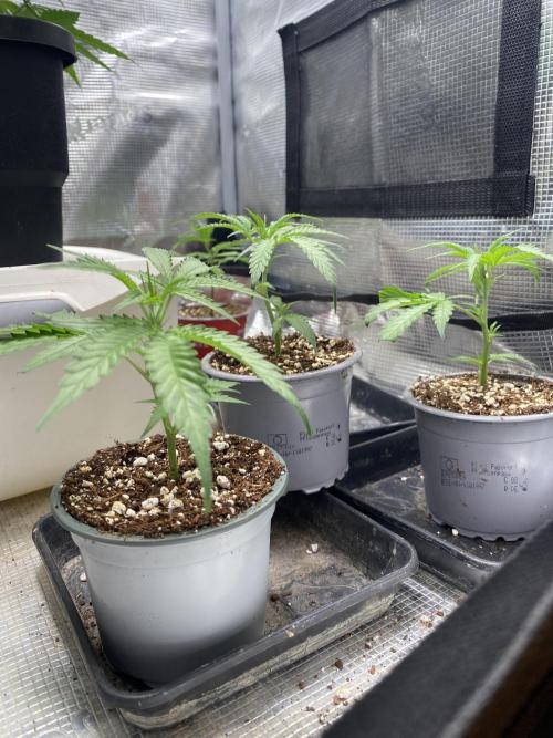 Khalifa Mints. Week 1