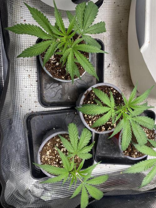 Khalifa Mints S1 Cut. Week 1