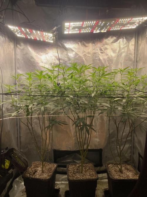 Grape Gas S1 2.0. Week 8
