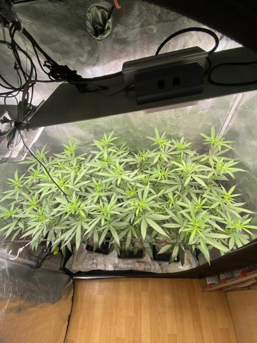 Grape Gas S1 2.0. Week 8