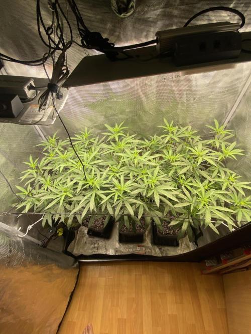 Grape Gas S1 2.0. Week 8