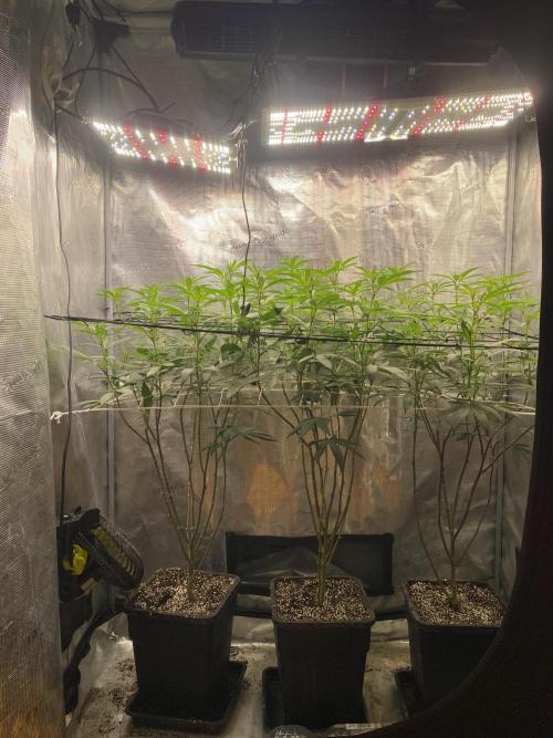 Grape Gas S1 2.0. Week 8