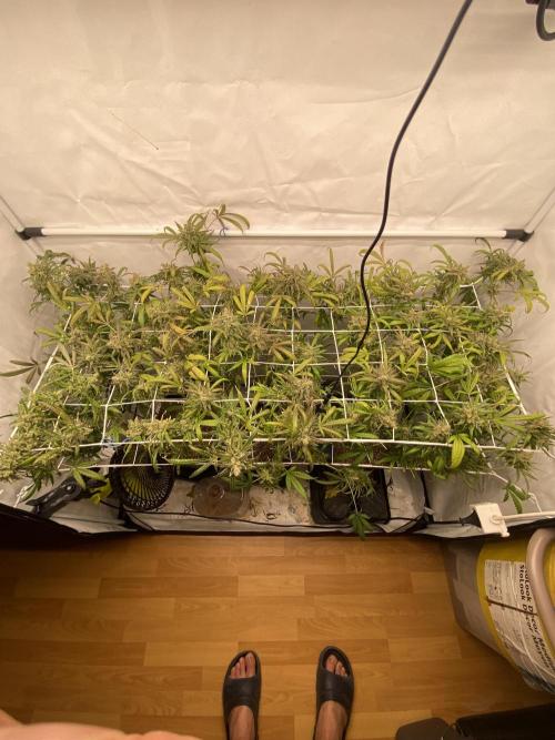 Gorilla coockies Pheno winner run. Week 18