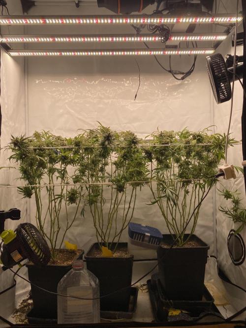 Gorilla coockies Pheno winner run. Week 18