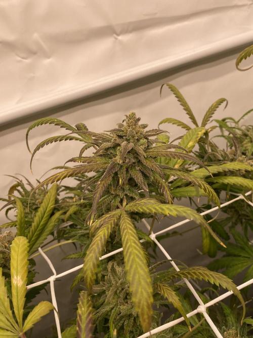 Gorilla coockies Pheno winner run. Week 18