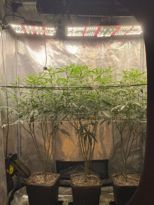 Grape Gas S1 2.0. Week 9