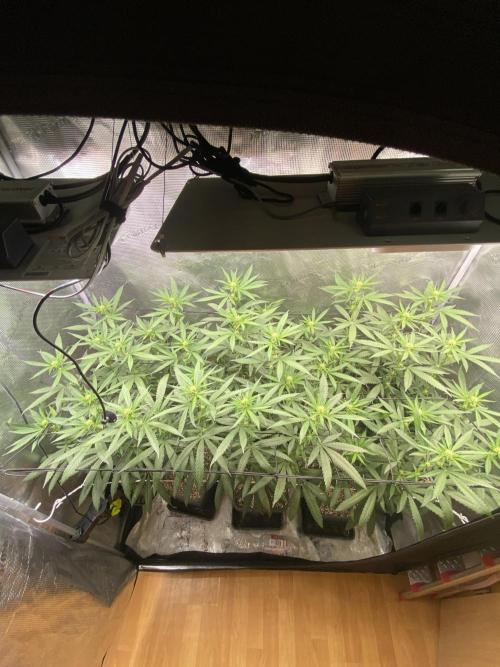 Grape Gas S1 2.0. Week 9