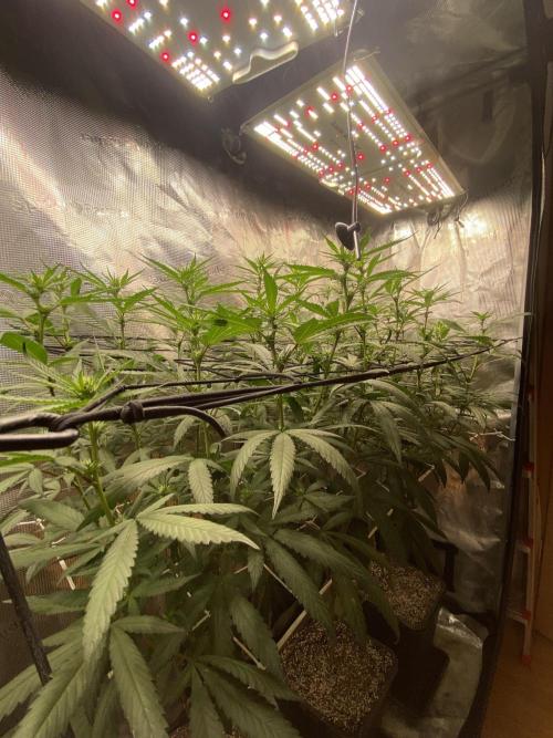 Grape Gas S1 2.0. Week 9