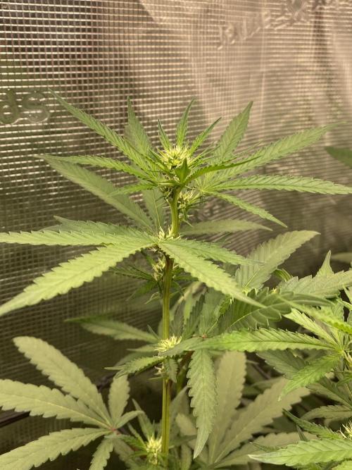 Grape Gas S1 2.0. Week 9