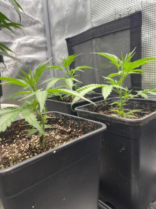 Khalifa Mints. Week 1