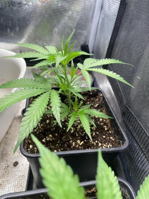 Khalifa Mints S1 Cut. Week 1