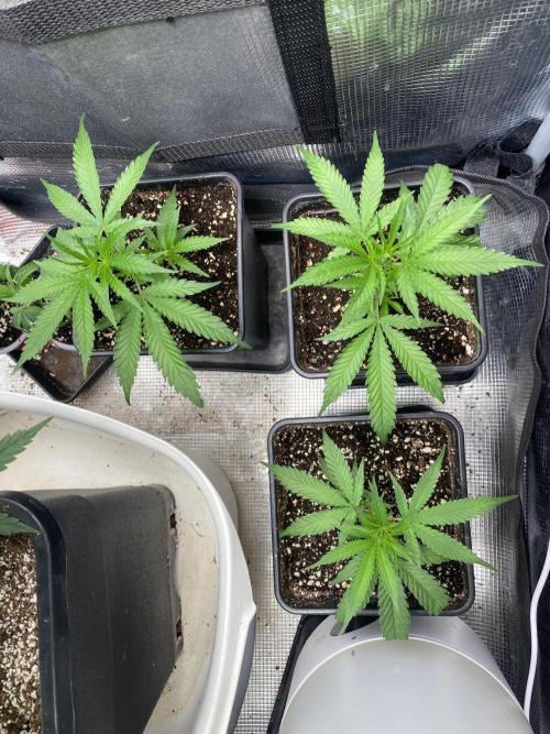 Khalifa Mints S1 Cut. Week 1