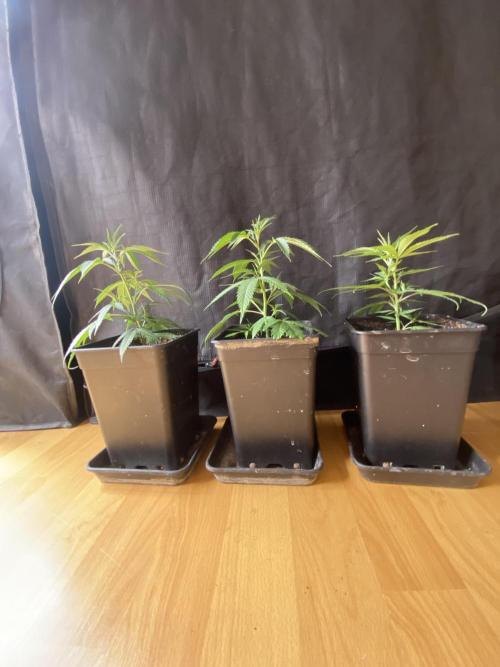 Khalifa Mints S1 Cut. Week 2