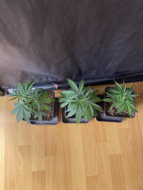 Khalifa Mints S1 Cut. Week 2
