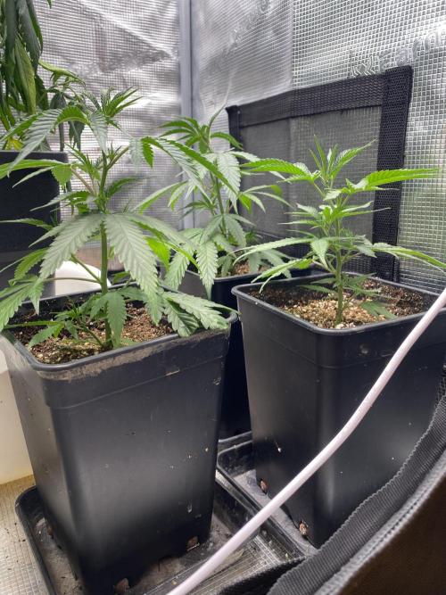 Khalifa Mints S1 Cut. Week 2