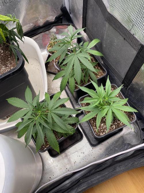 Khalifa Mints S1 Cut. Week 2