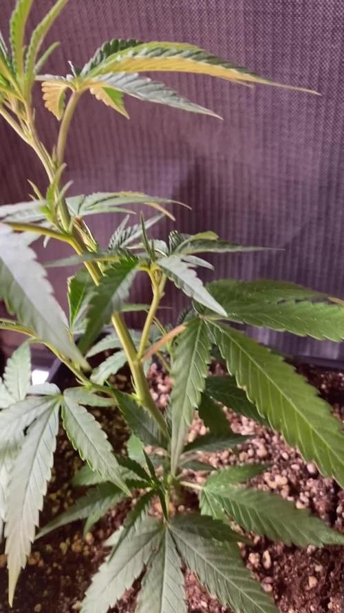 Khalifa Mints S1 Cut