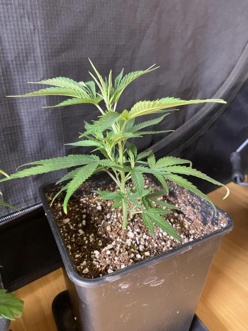 Khalifa Mints. Week 2