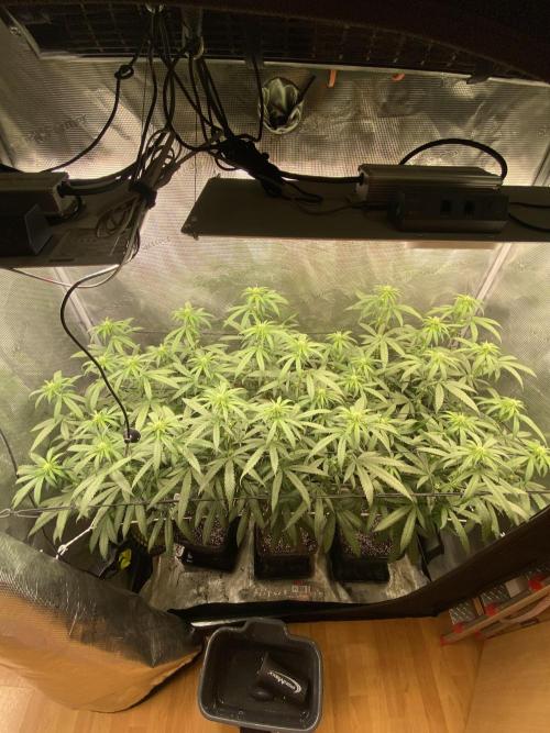 Grape Gas S1 2.0. Week 9