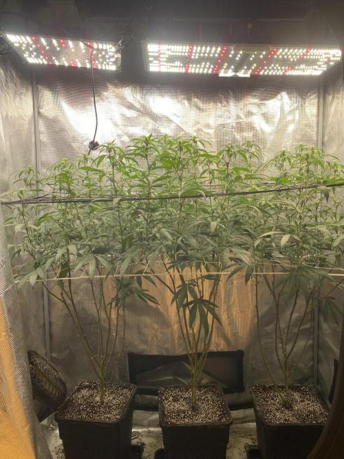 Grape Gasoline. Week 9