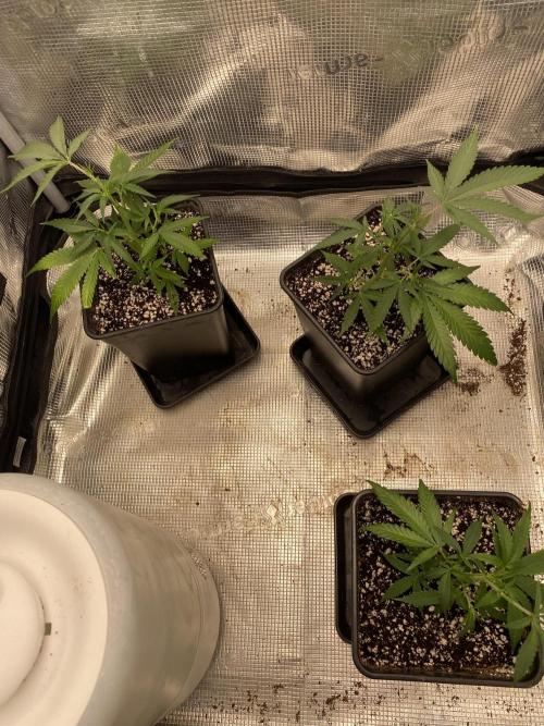 Khalifa Mints S1 Cut. Week 2