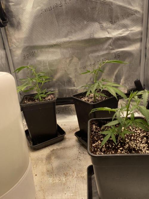 Khalifa Mints S1 Cut. Week 2