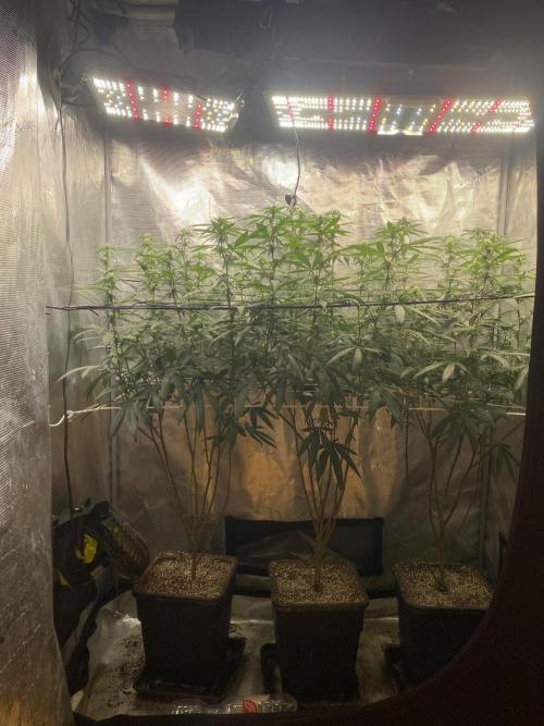 Grape Gasoline. Week 9