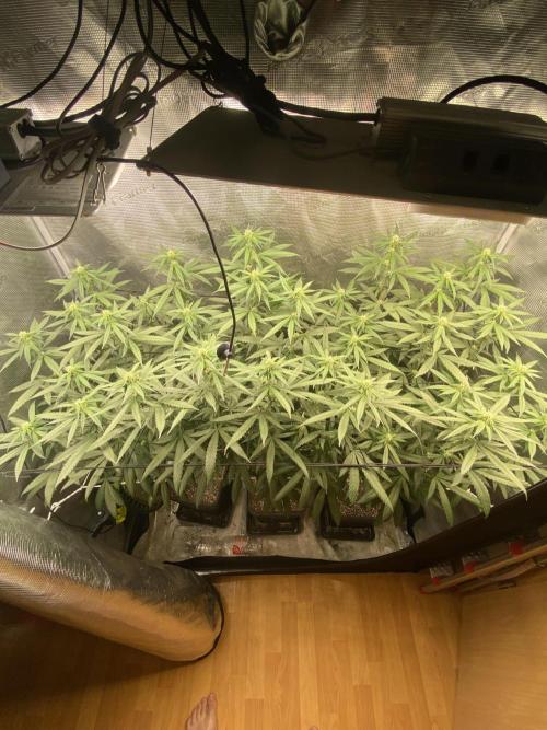 Grape Gas S1 2.0. Week 9