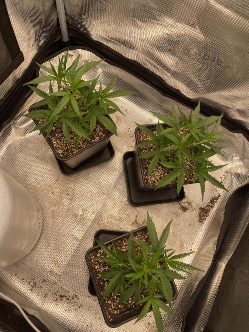 Khalifa Mints S1 Cut. Week 2