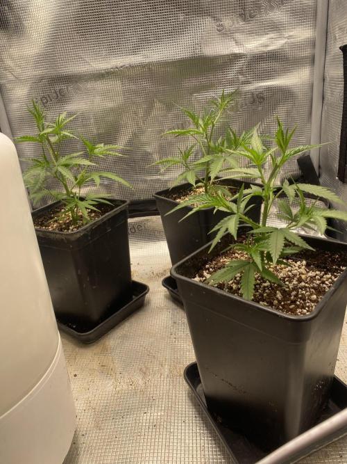 Khalifa Mints S1 Cut. Week 2