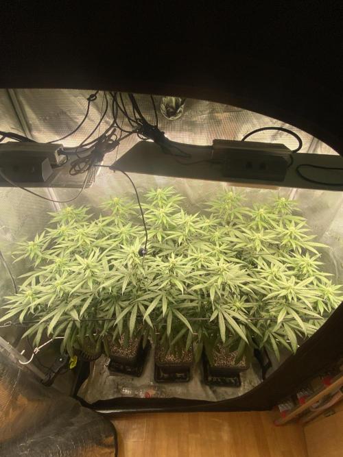 Grape Gas S1 2.0. Week 10
