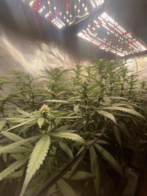 Grape Gas S1 2.0. Week 10