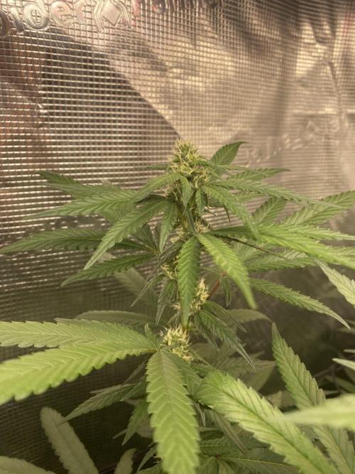 Grape Gas S1 2.0. Week 10