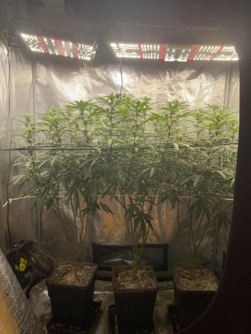 Grape Gas S1 2.0. Week 10