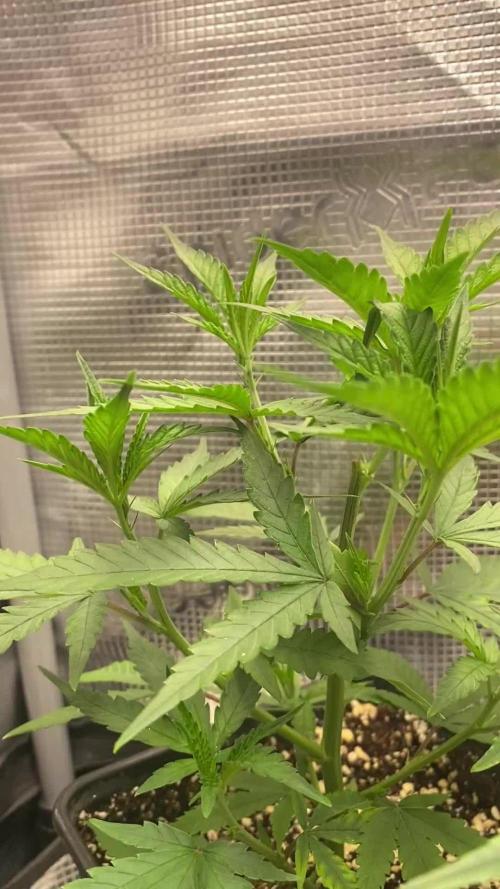 Khalifa Mints S1 Cut